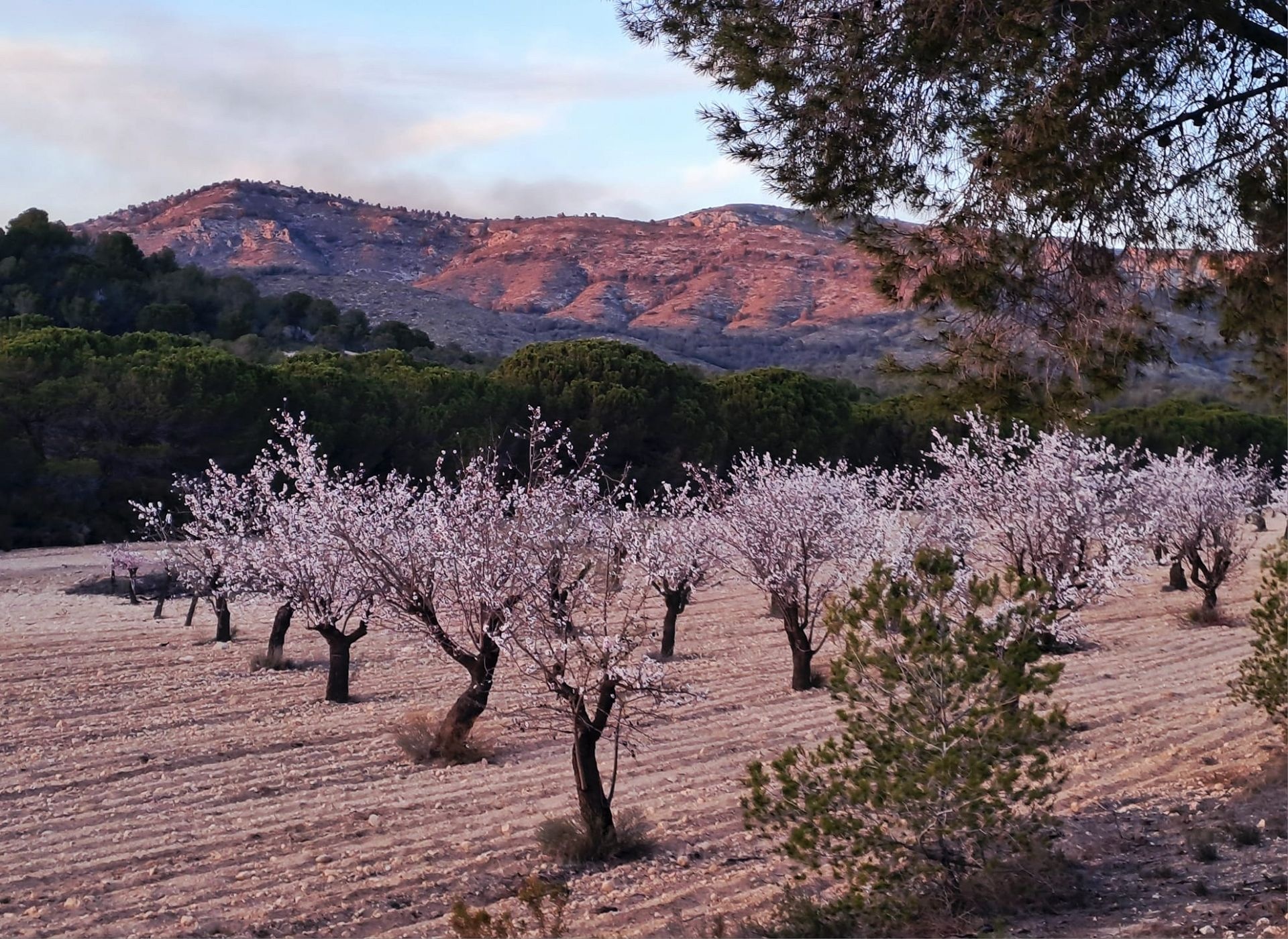 Resale - 6 Bedroom 4 Bathroom Country house in Sax -  - Alicante