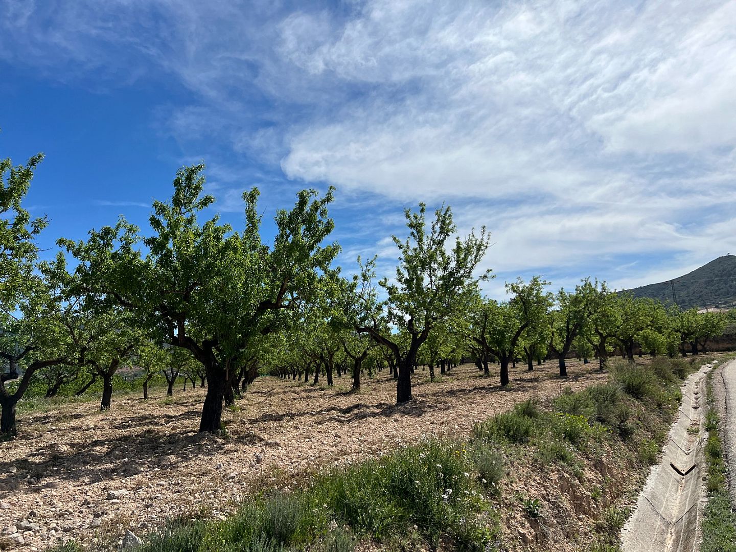 Land in Hondón de los Frailes