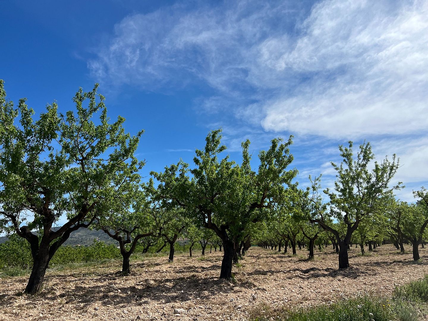 Land in Hondón de los Frailes