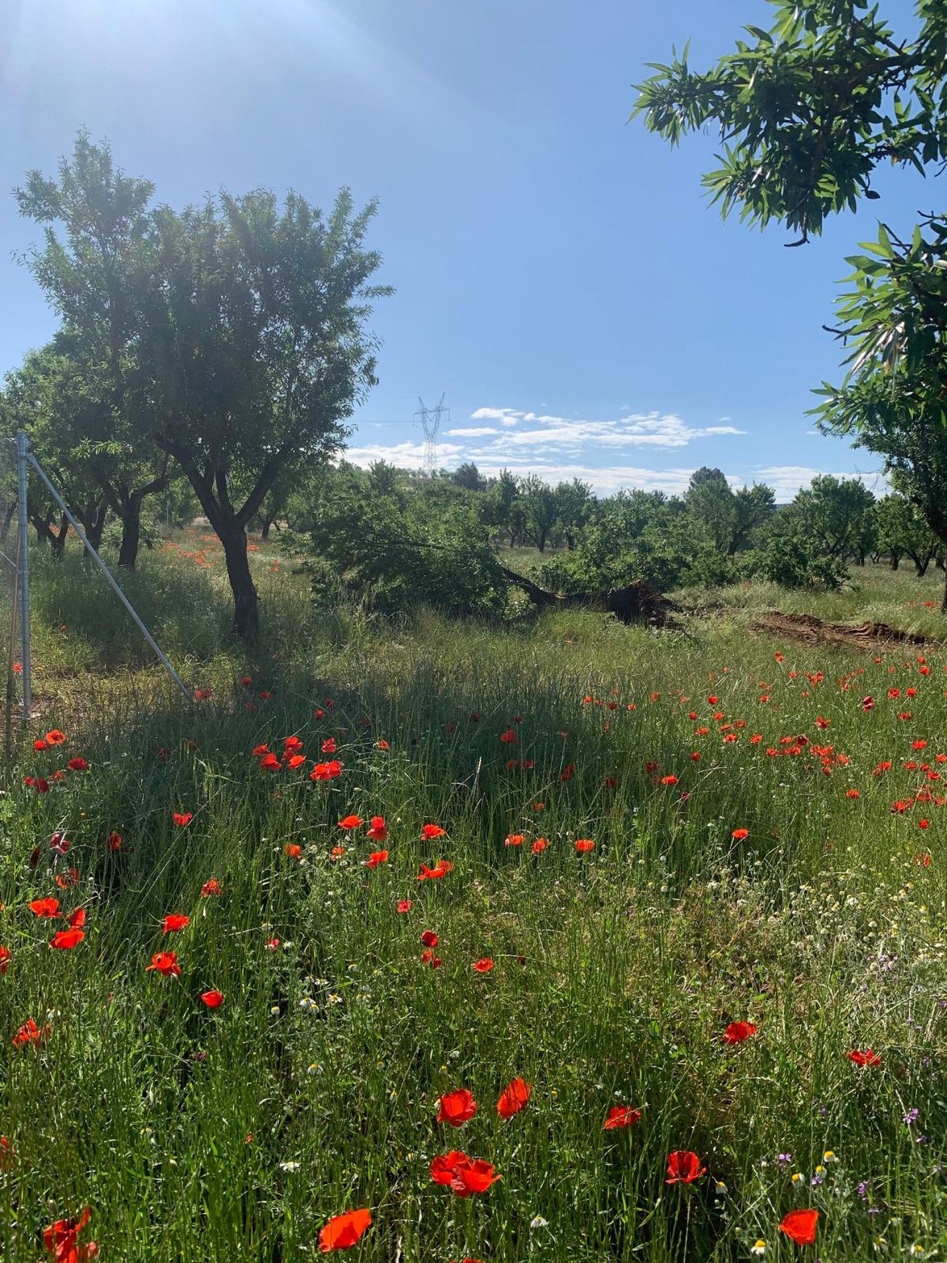 Resale - Land in Ayora -  - Valencia