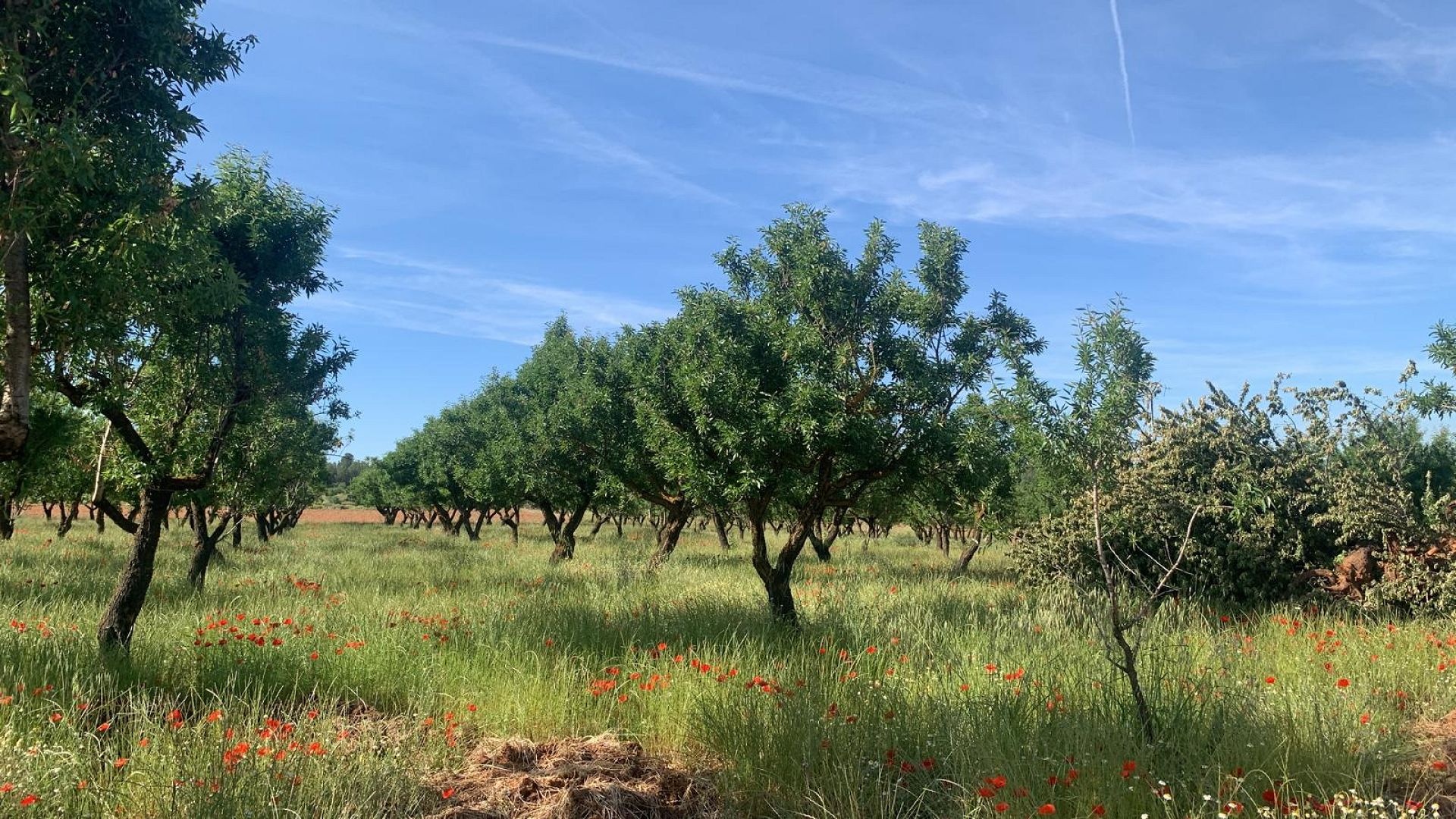 Resale - Land in Ayora -  - Valencia