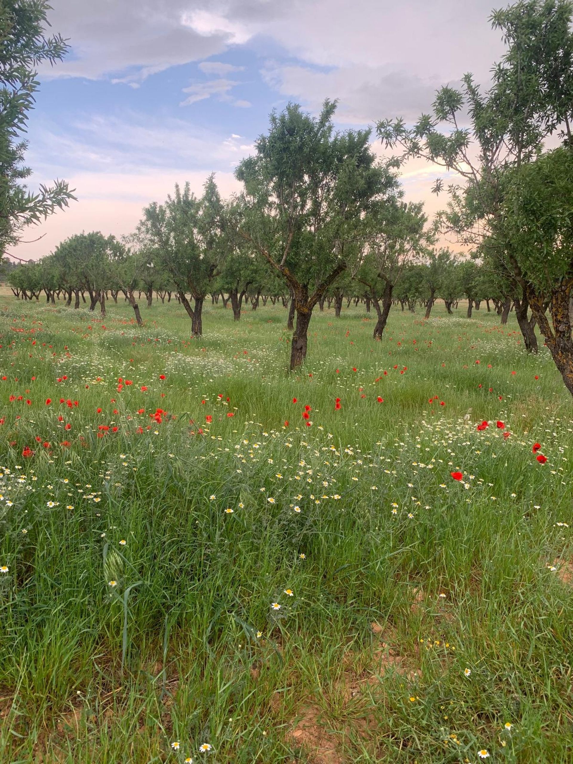 Resale - Land in Ayora -  - Valencia