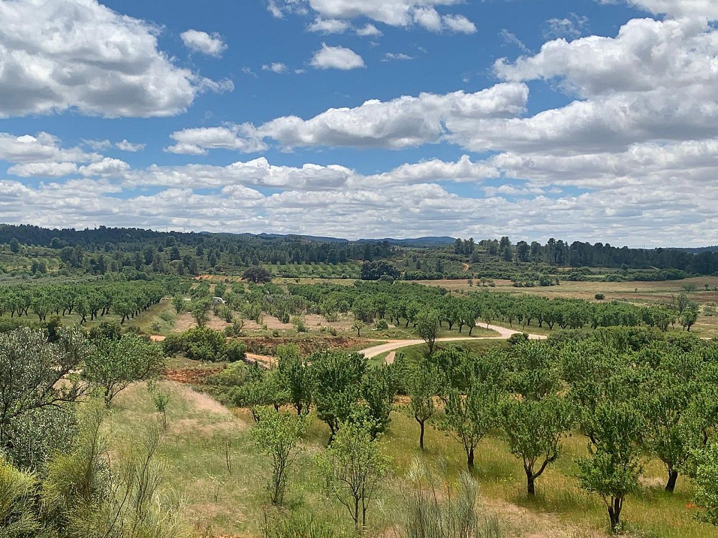 Land in Ayora