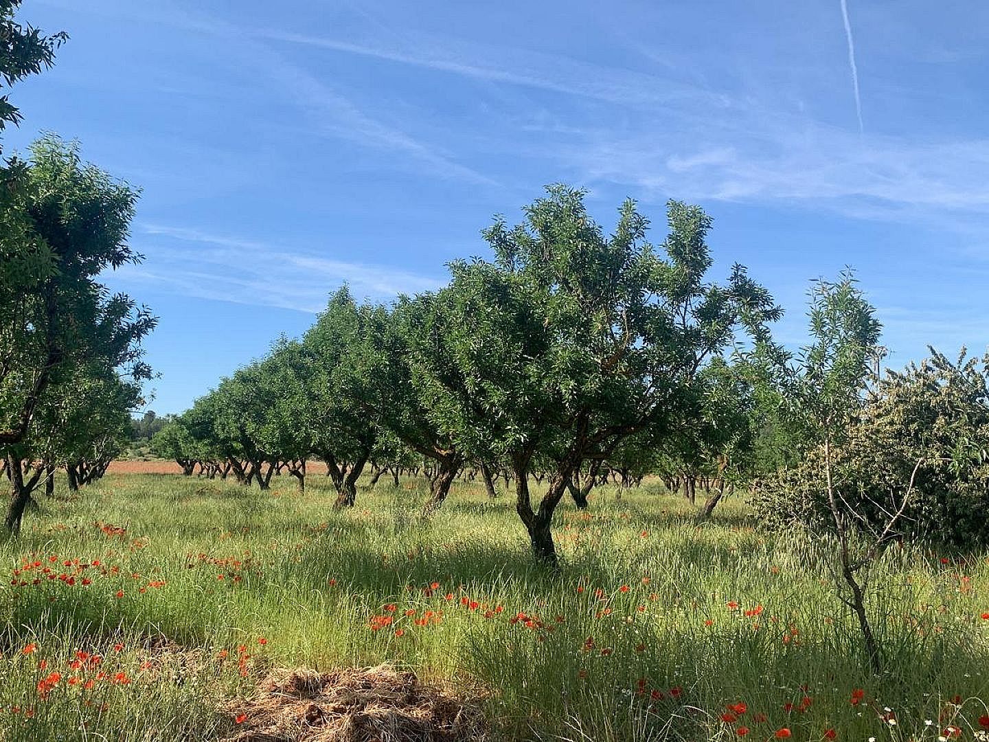 Land in Ayora