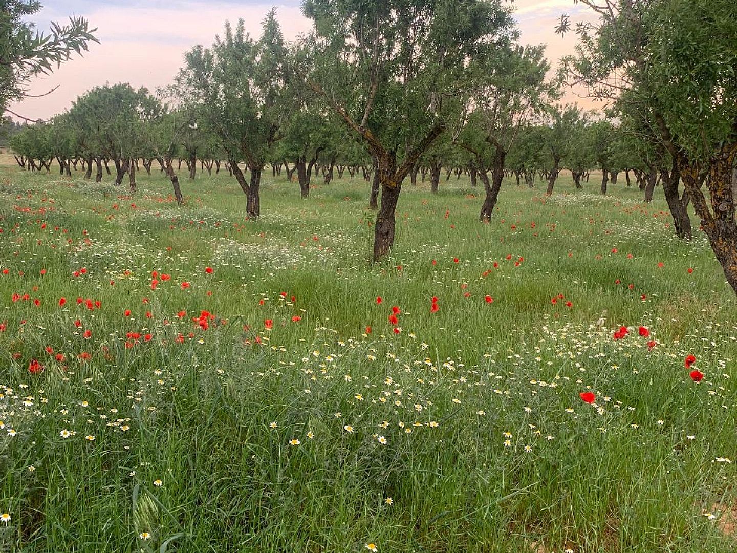 Land in Ayora