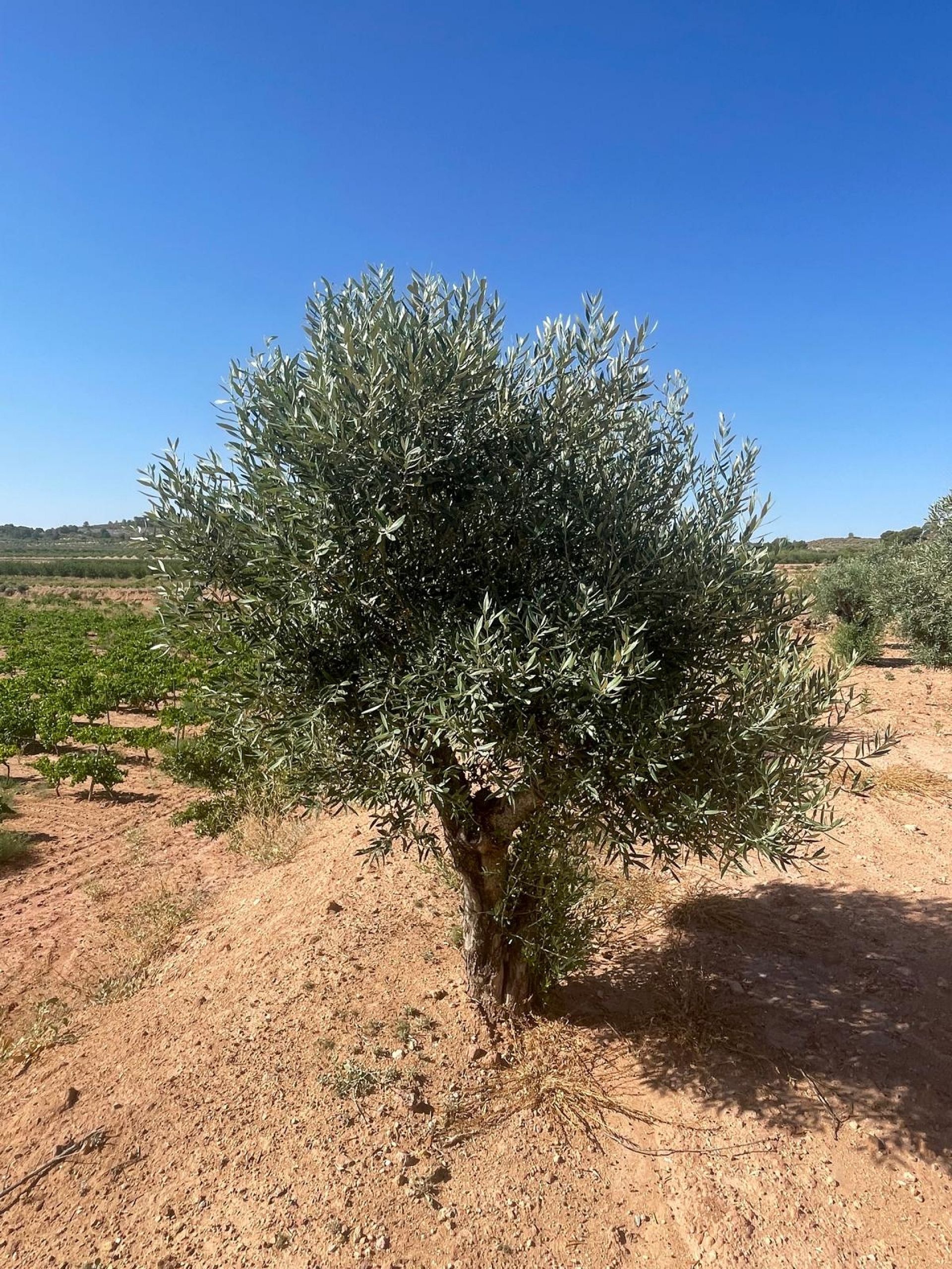 Resale - Land in Pinoso -  - Alicante