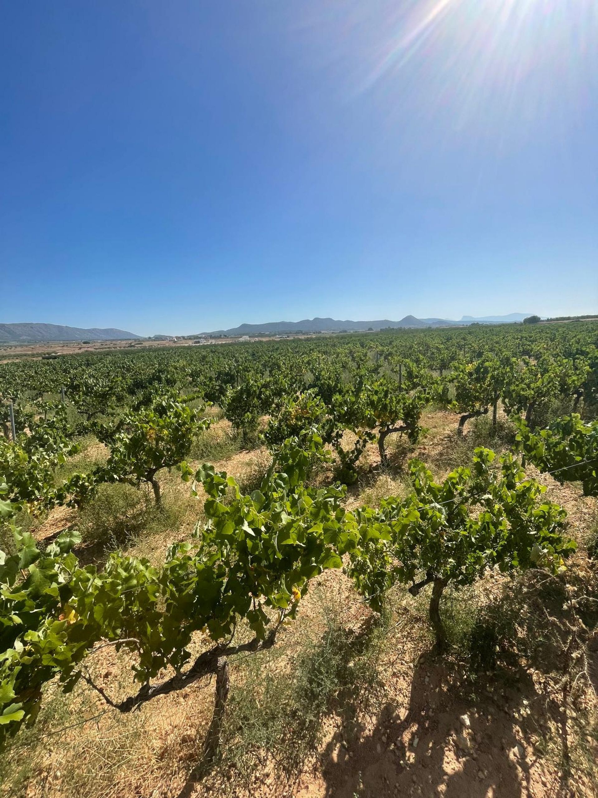 Resale - Land in Pinoso -  - Alicante