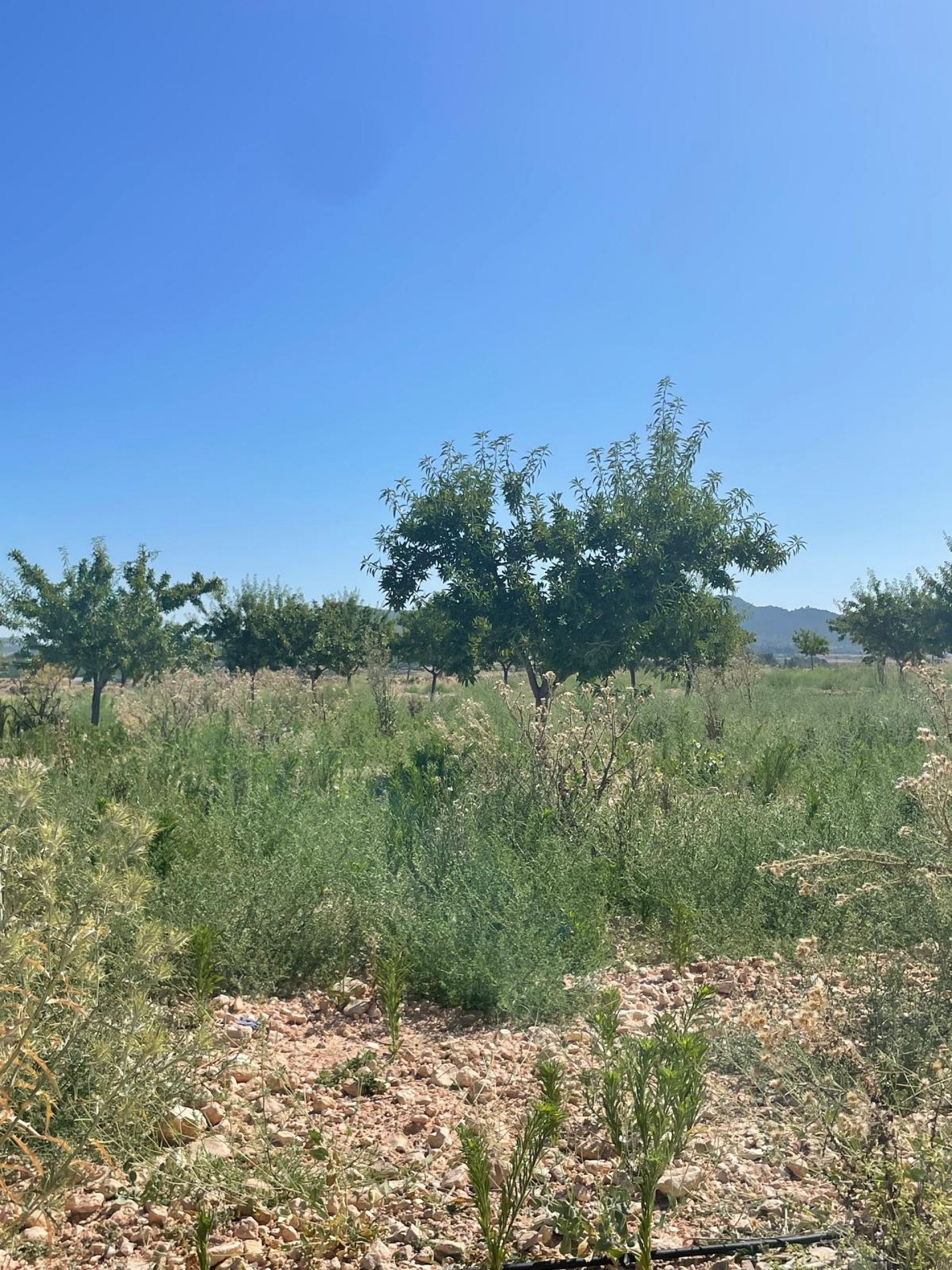 Resale - Land in Pinoso -  - Alicante