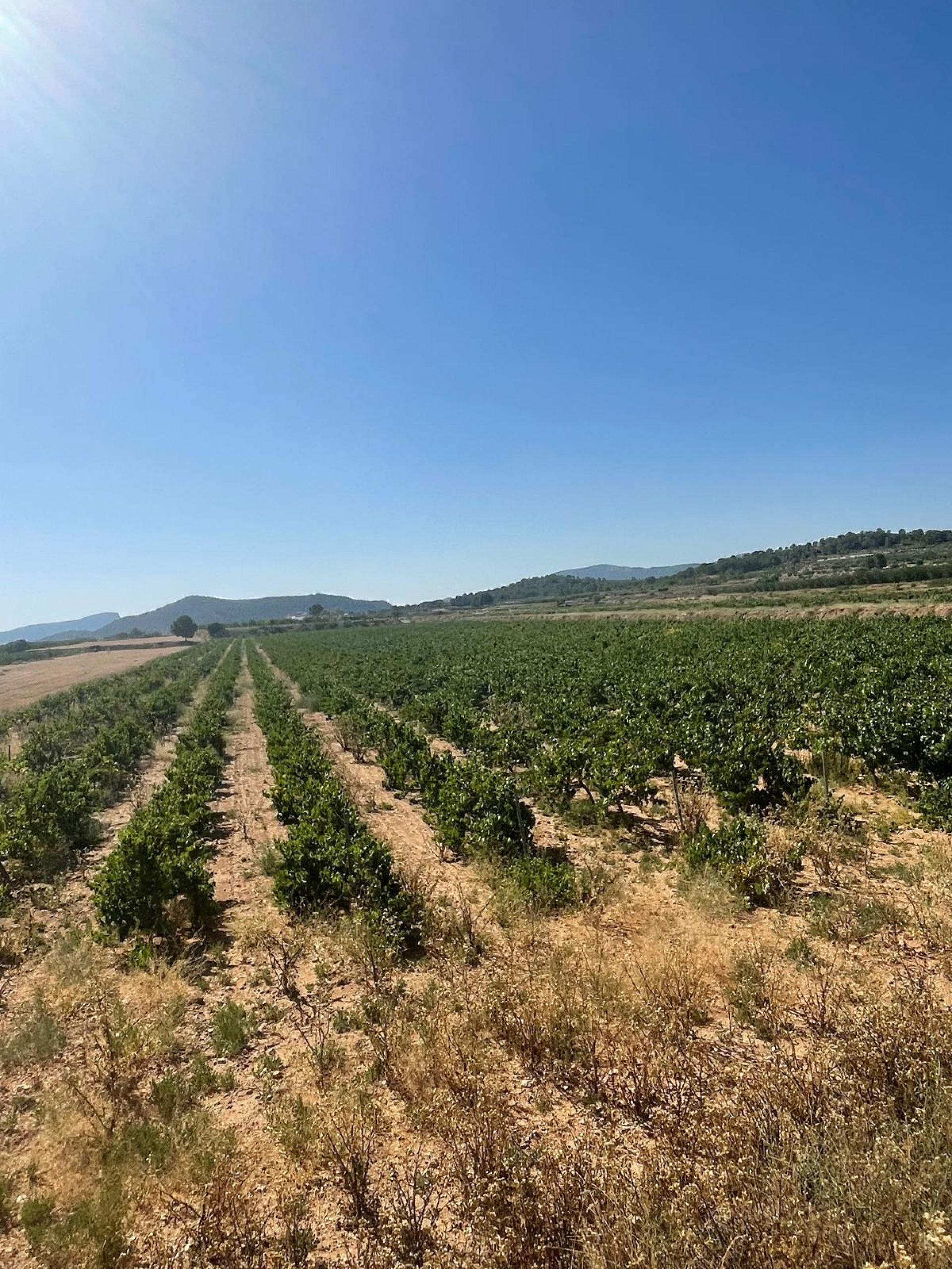 Resale - Land in Pinoso -  - Alicante