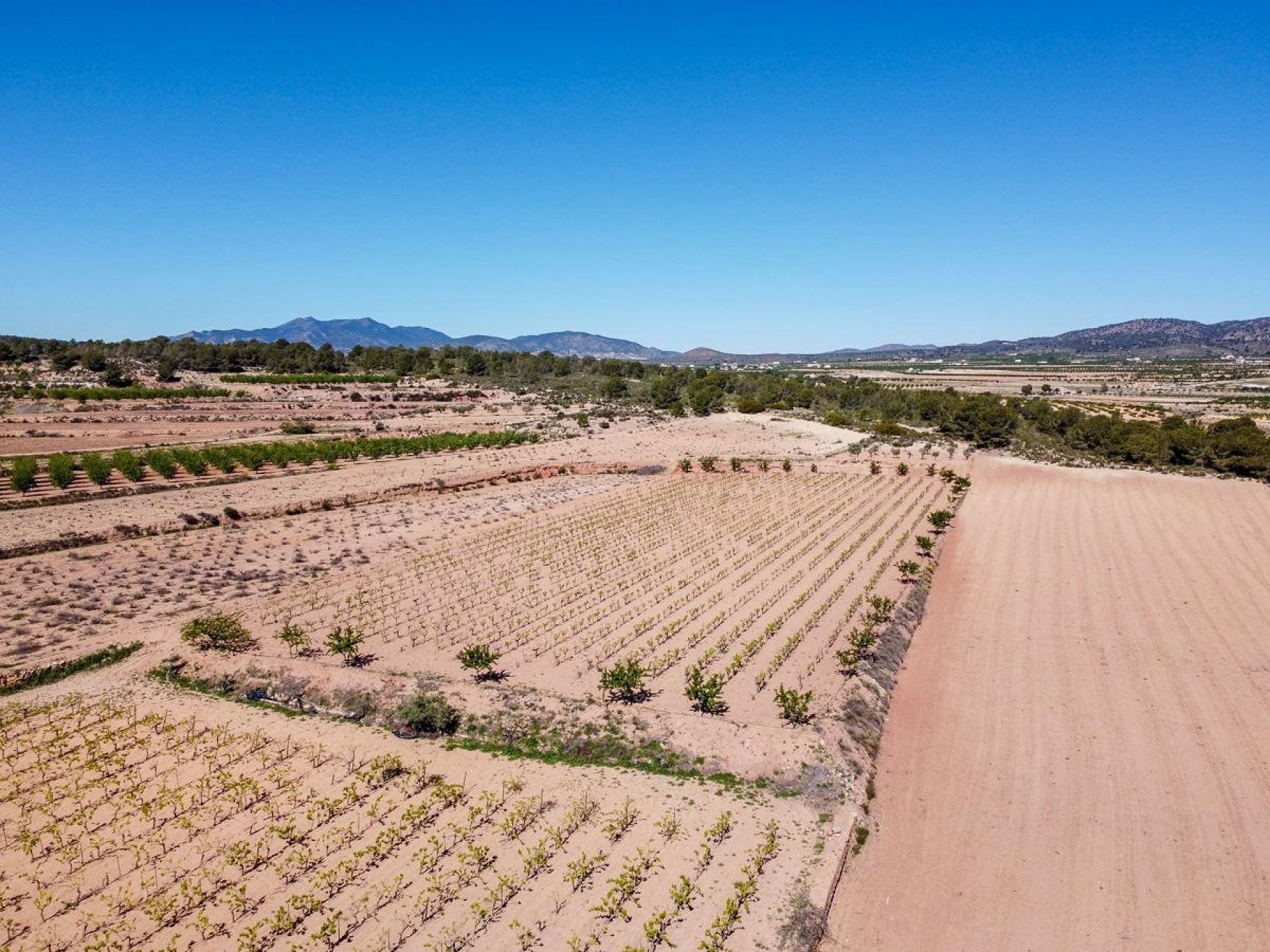 Resale - Land in Pinoso -  - Alicante