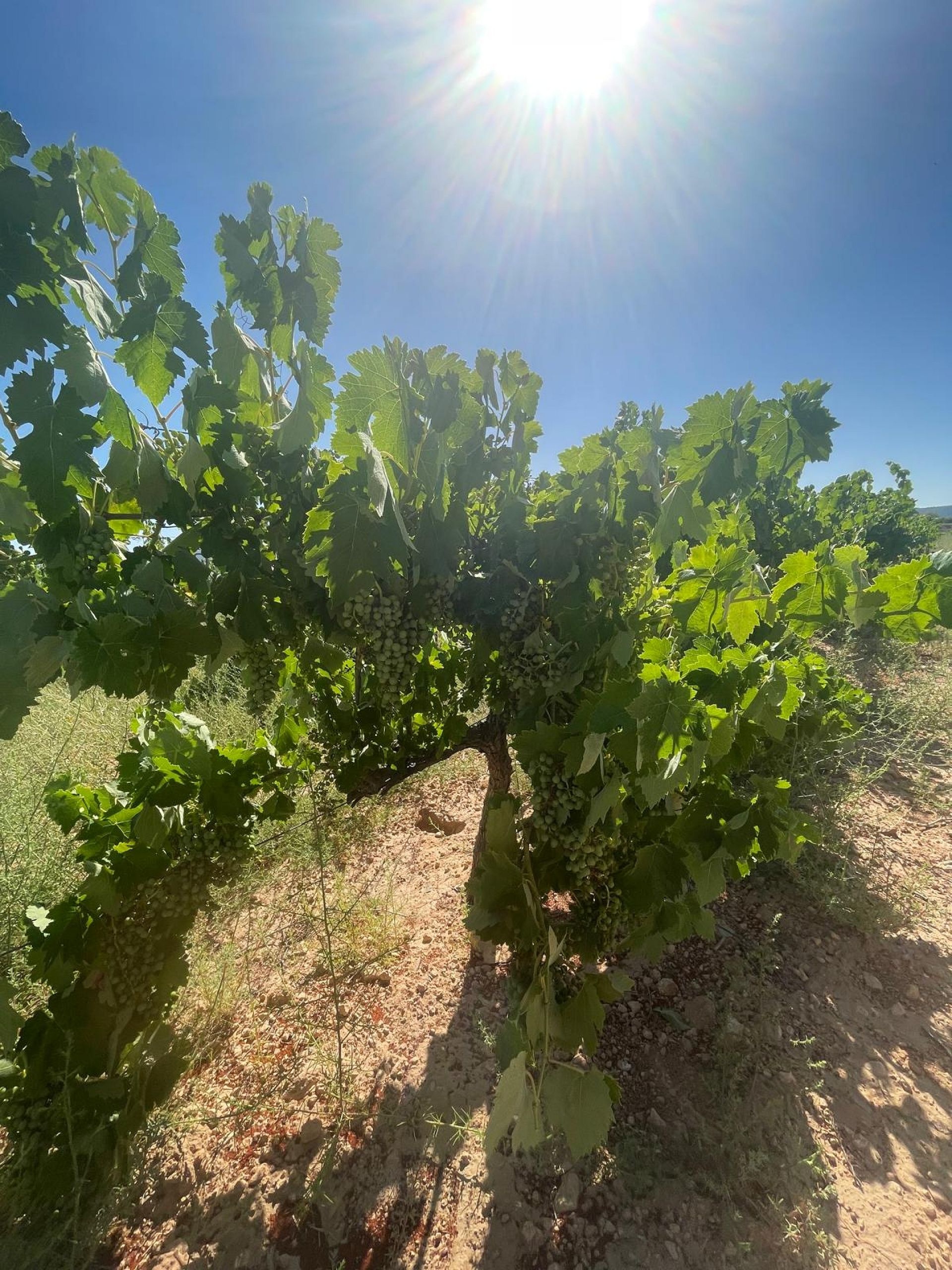 Resale - Land in Pinoso -  - Alicante