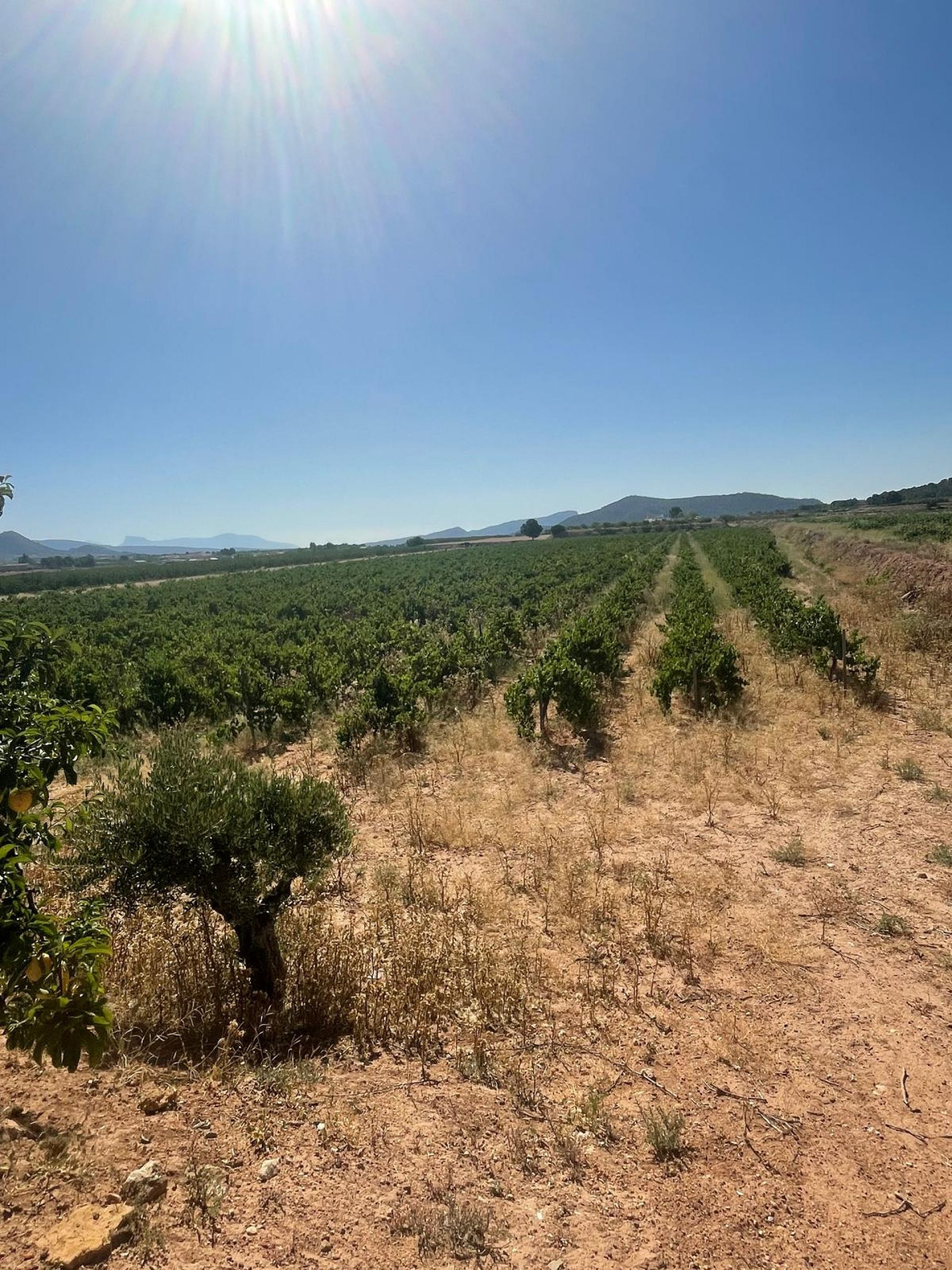 Resale - Land in Pinoso -  - Alicante
