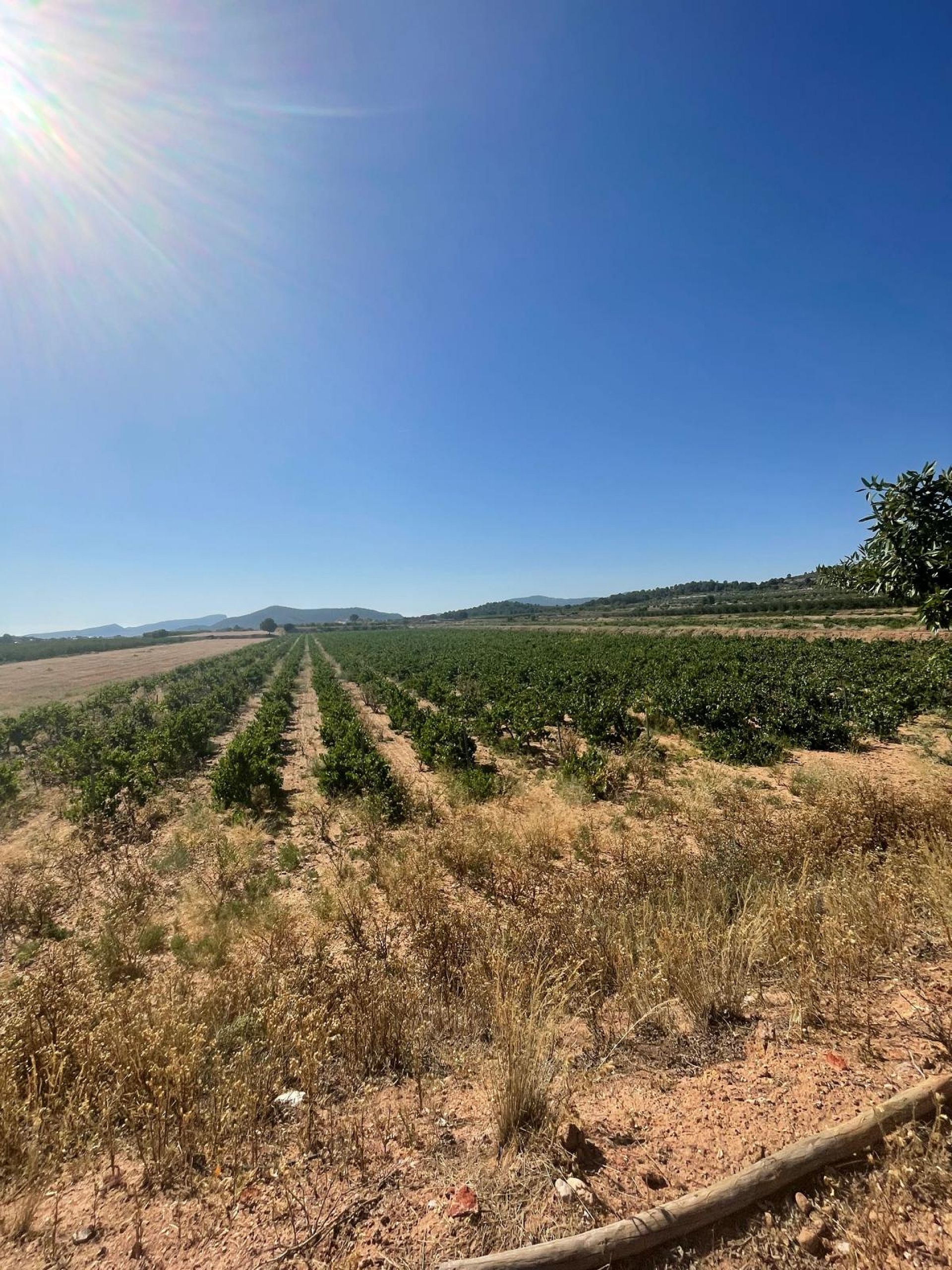 Resale - Land in Pinoso -  - Alicante