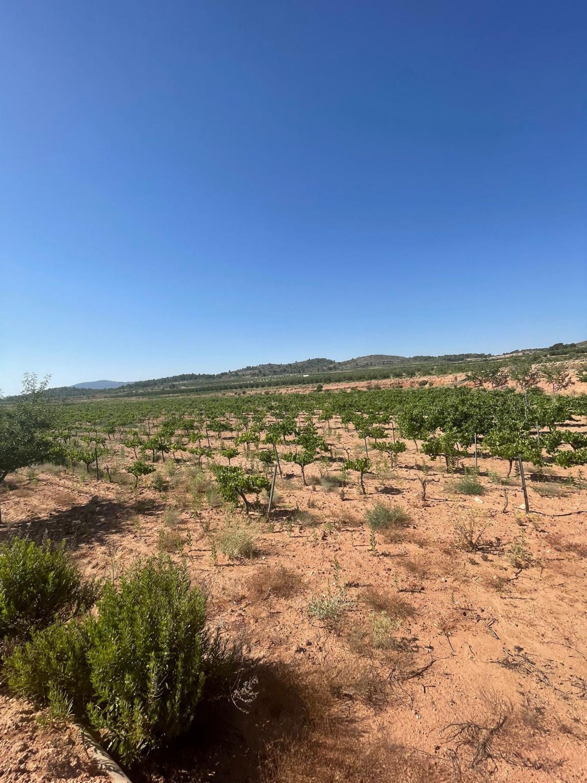 Resale - Land in Pinoso -  - Alicante