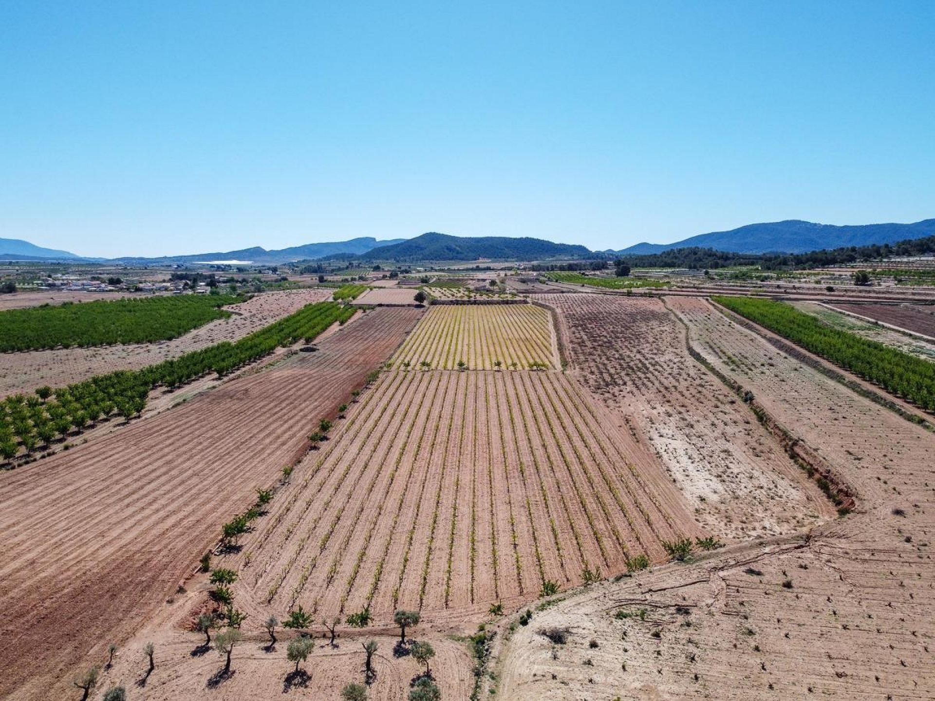 Resale - Land in Pinoso -  - Alicante