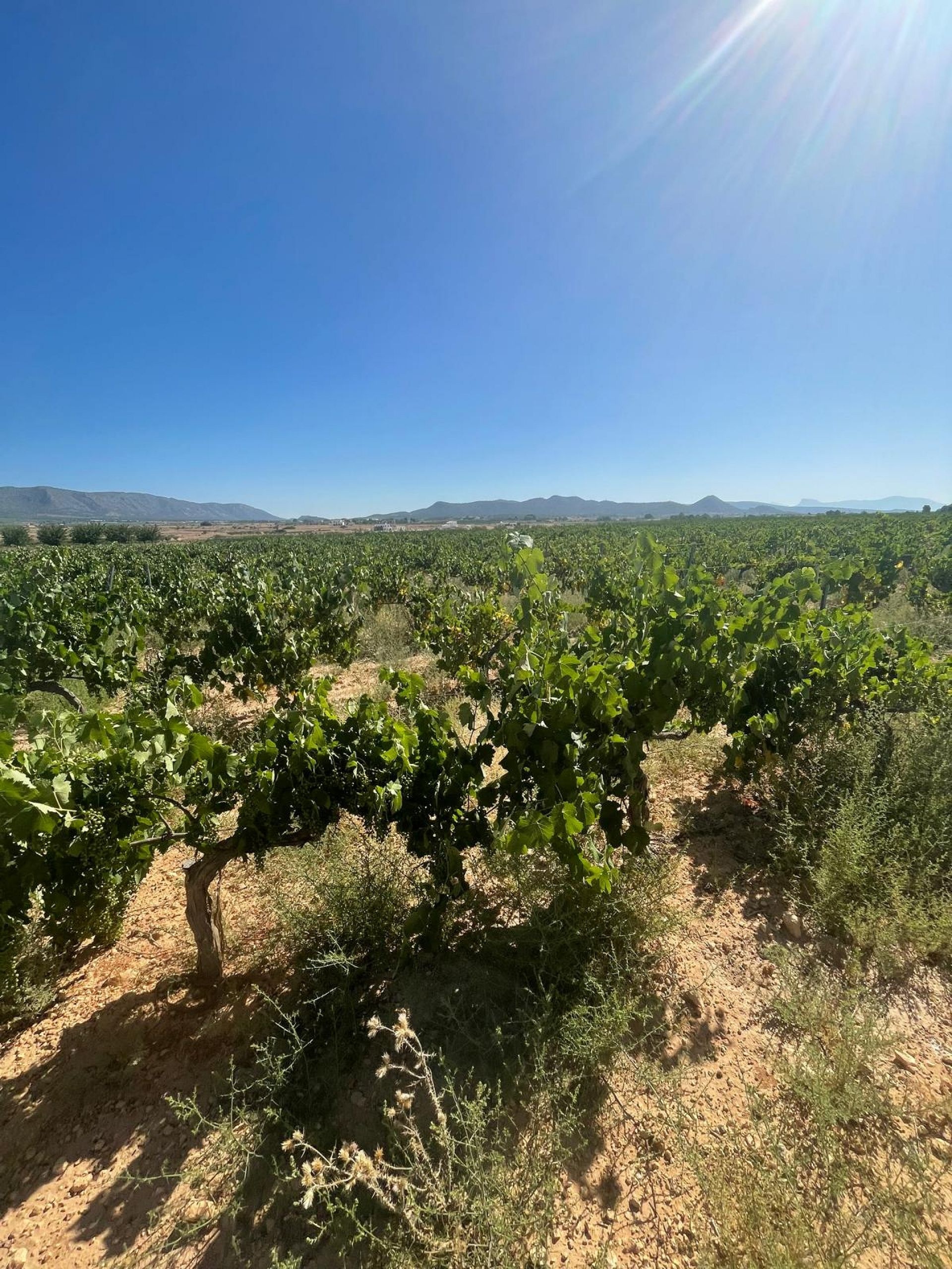 Resale - Land in Pinoso -  - Alicante