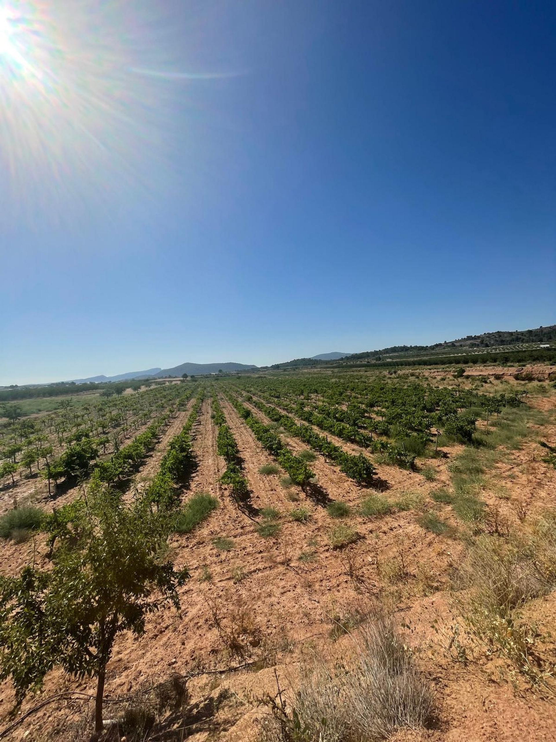 Resale - Land in Pinoso -  - Alicante