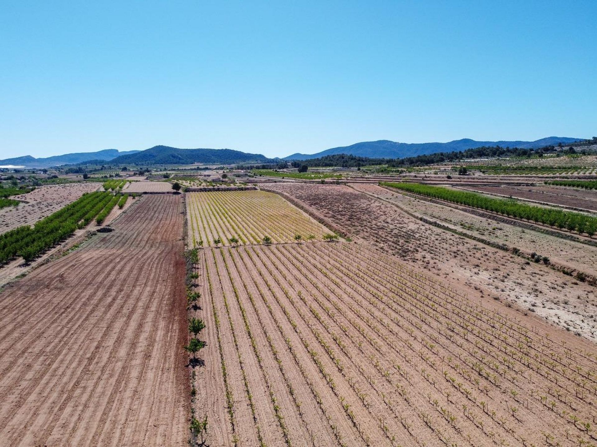 Resale - Land in Pinoso -  - Alicante