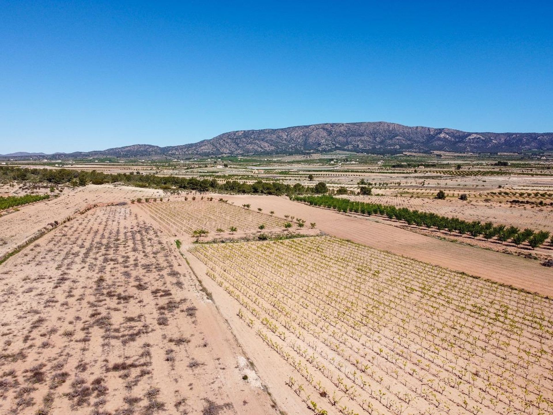 Resale - Land in Pinoso -  - Alicante