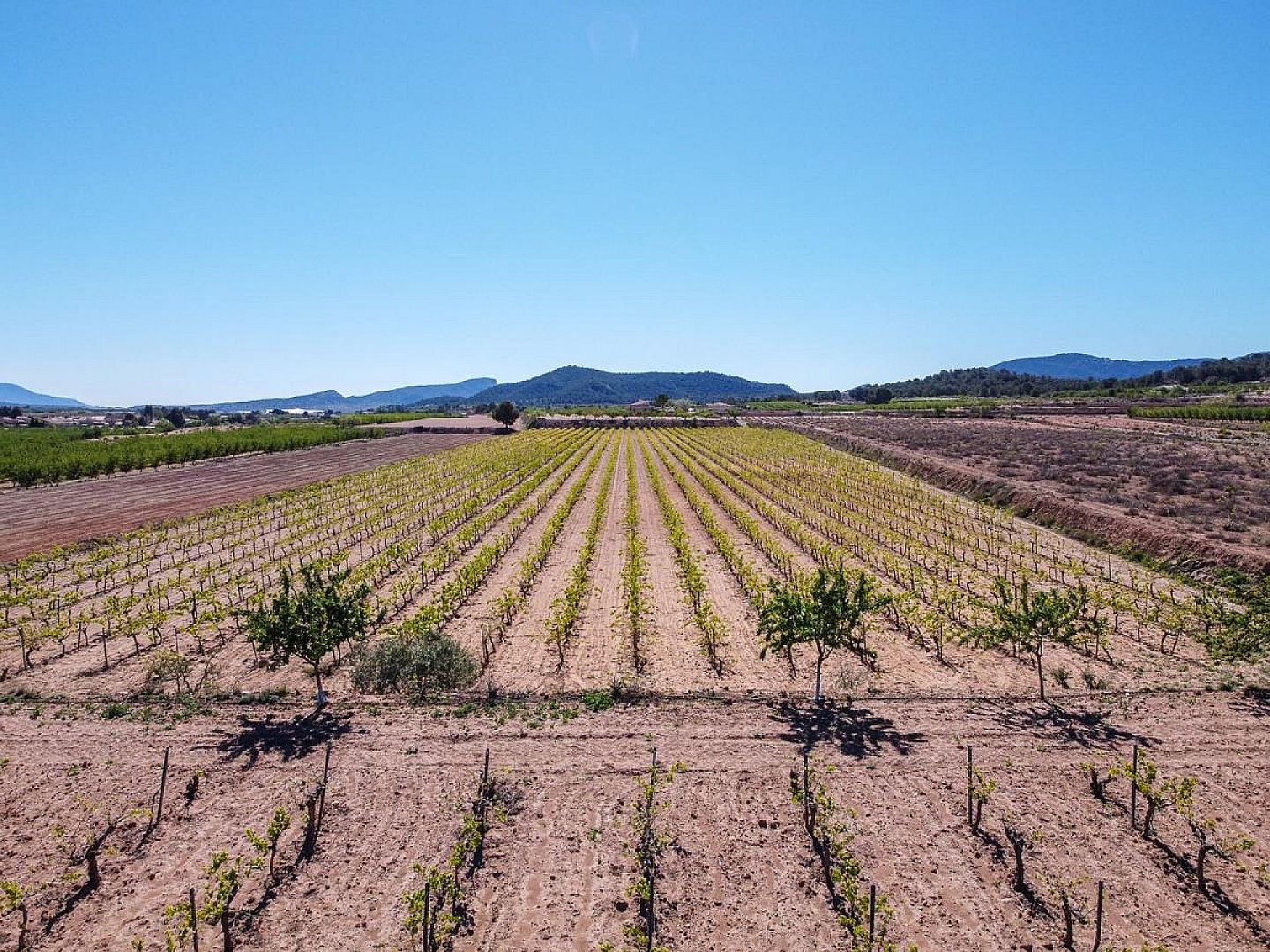 Land in Pinoso