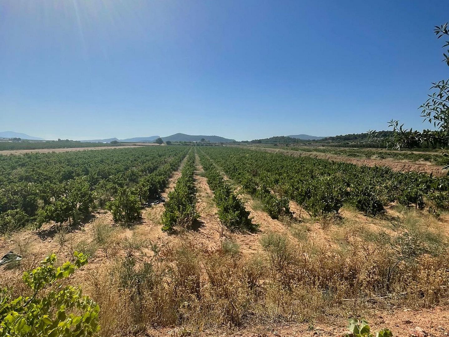 Land in Pinoso