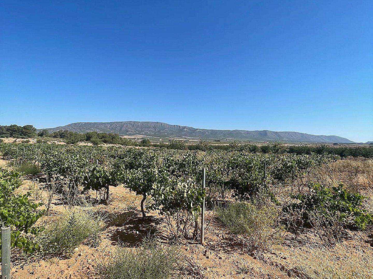 Land in Pinoso