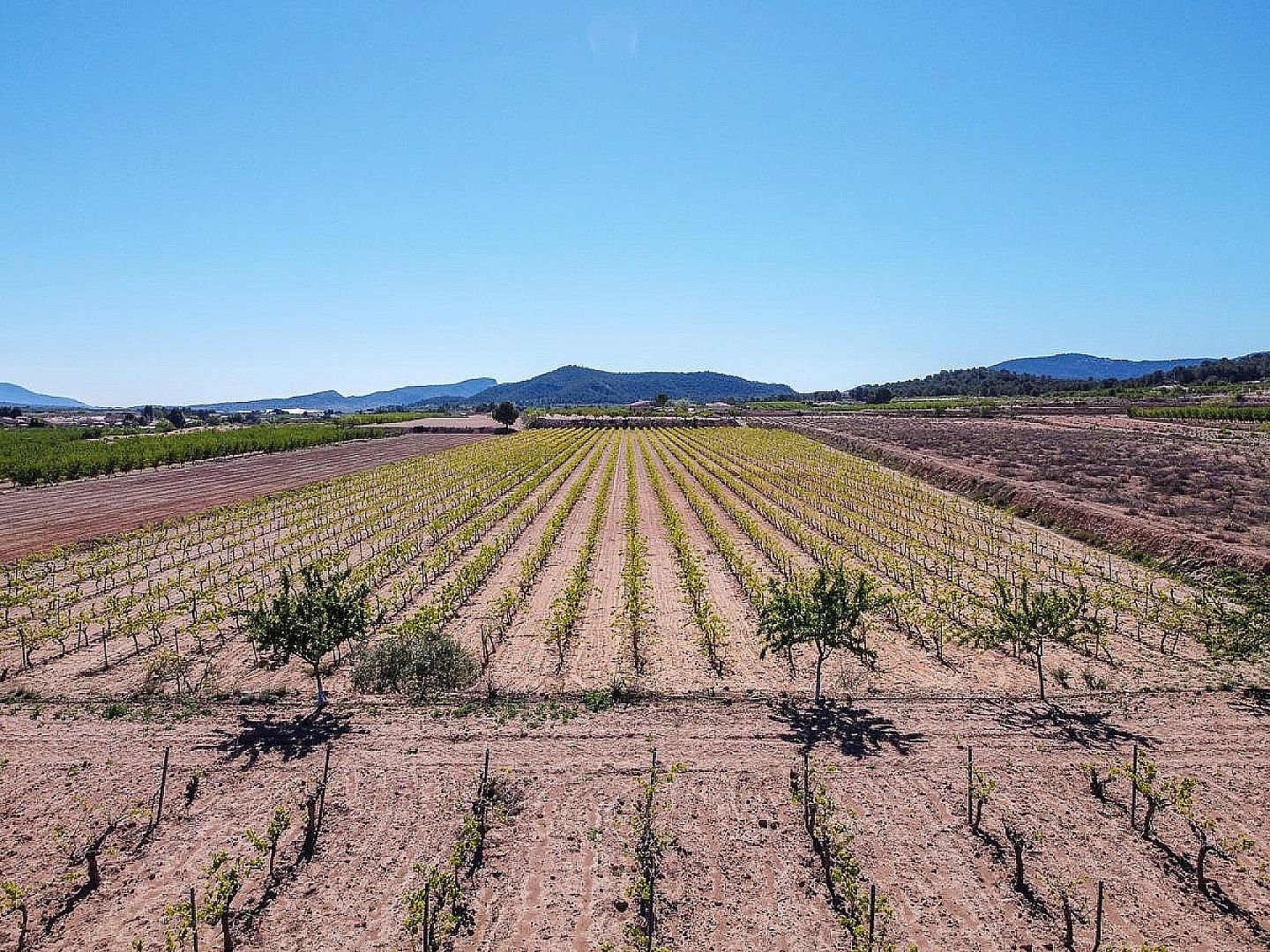 Land in Pinoso