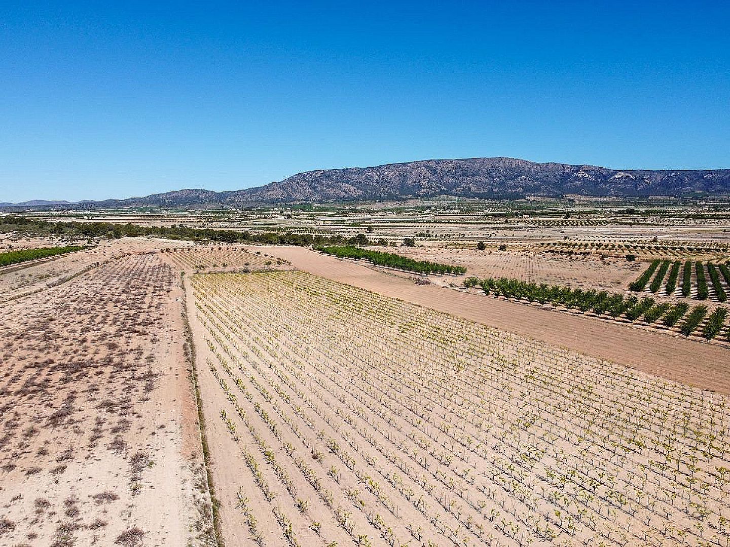 Land in Pinoso