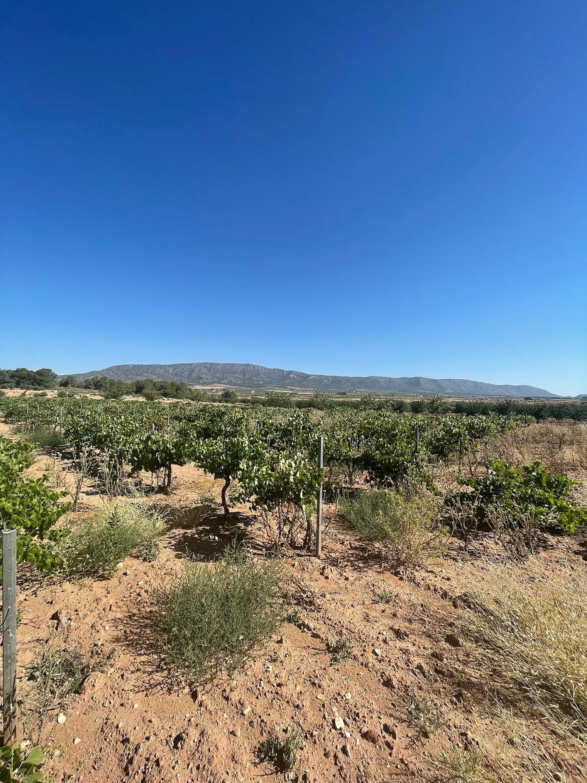Resale - Land in Pinoso -  - Alicante