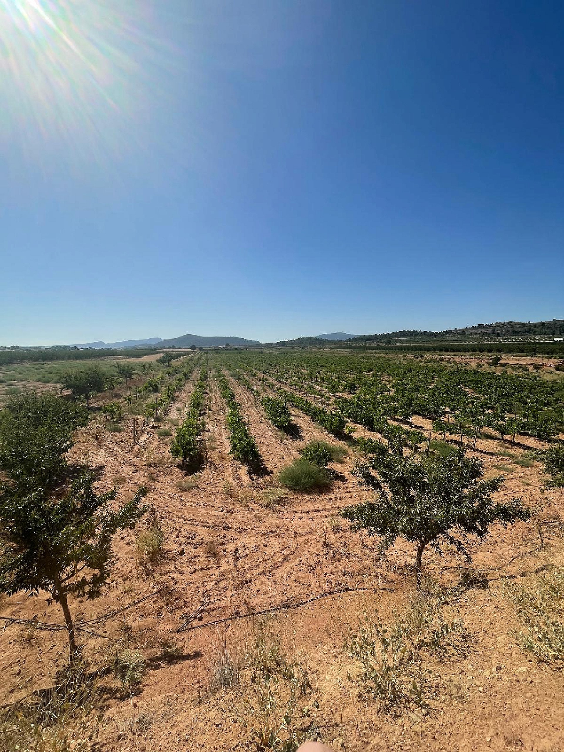 Resale - Land in Pinoso -  - Alicante