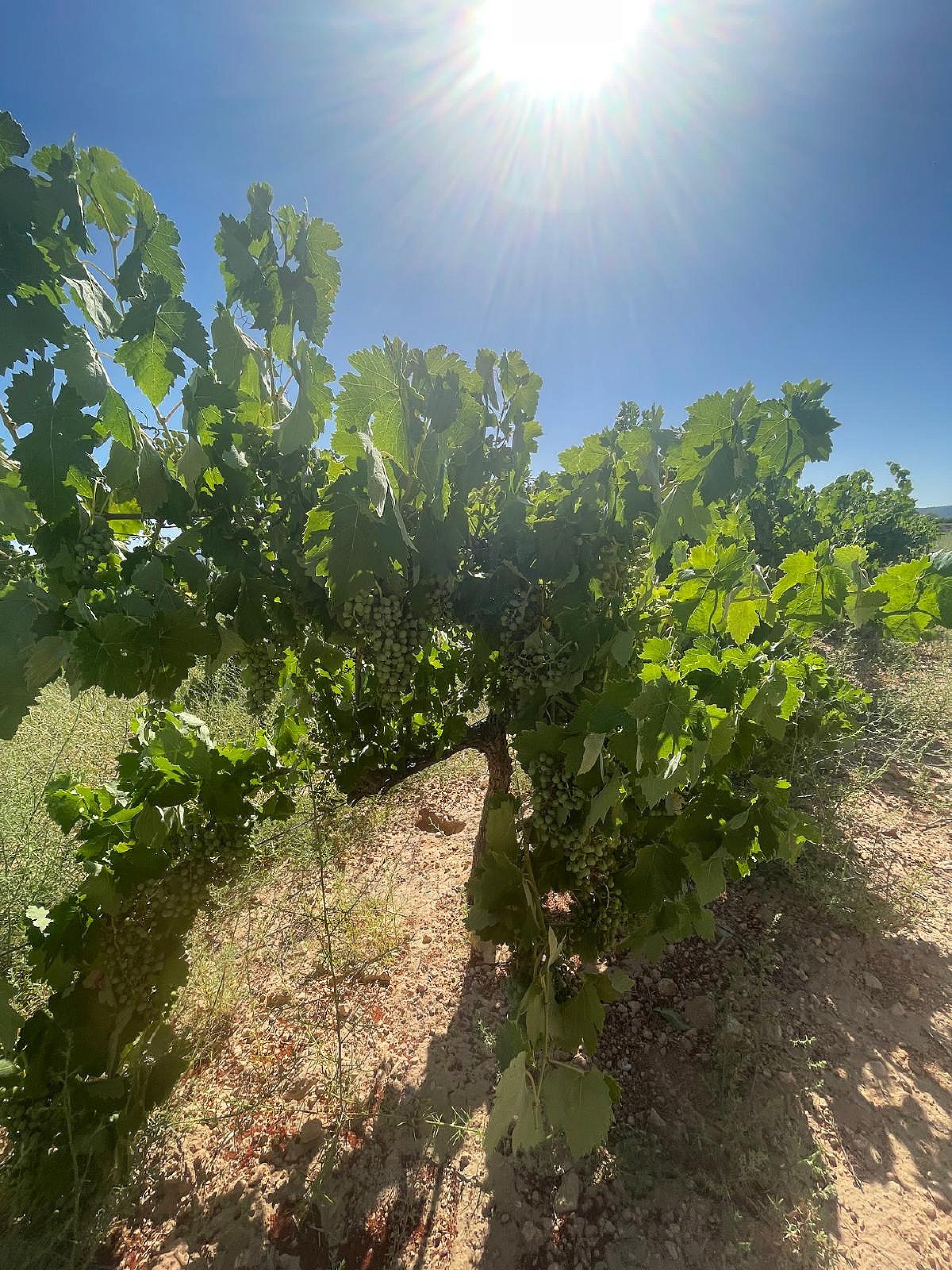 Resale - Land in Pinoso -  - Alicante