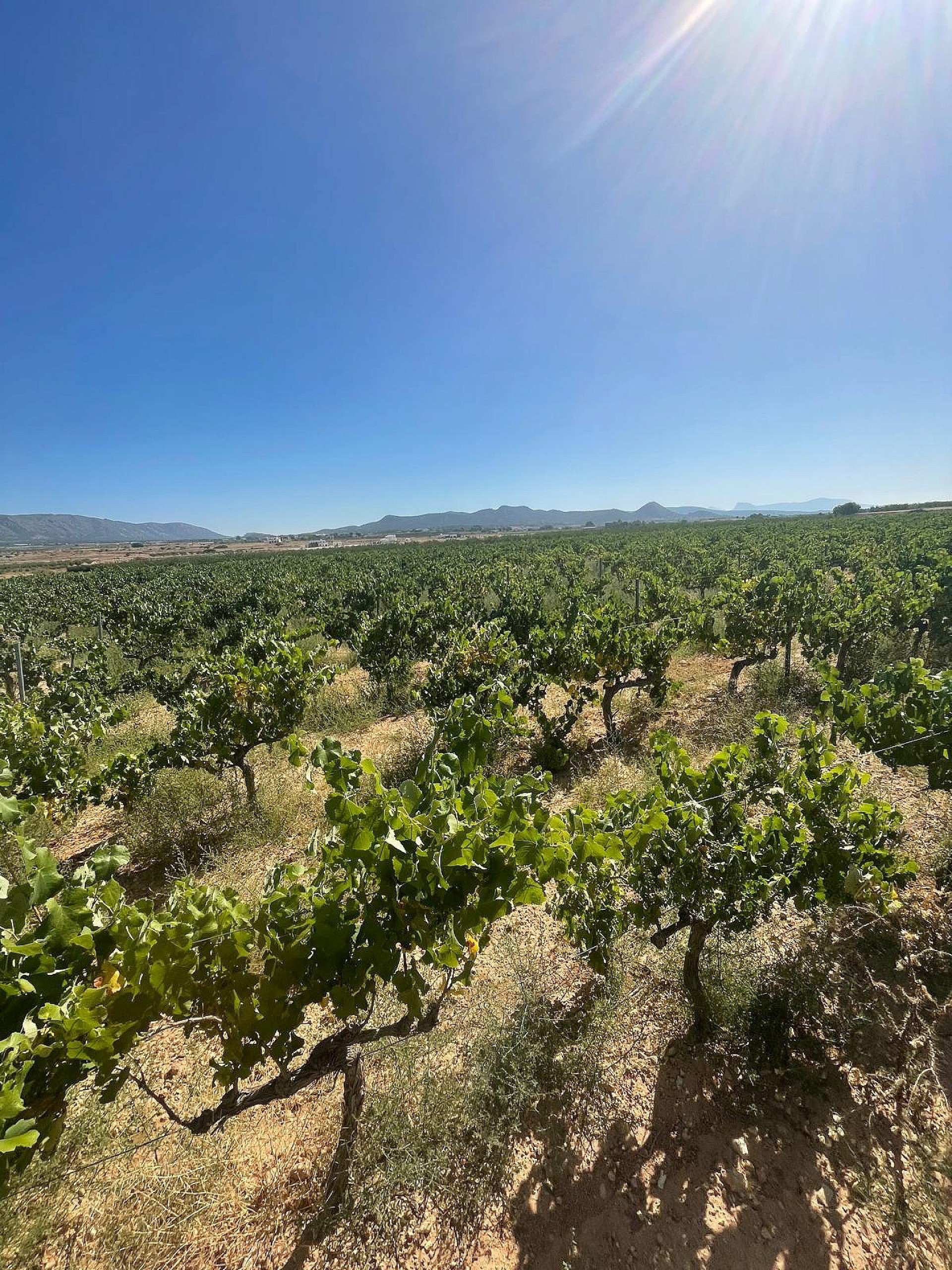 Resale - Land in Pinoso -  - Alicante