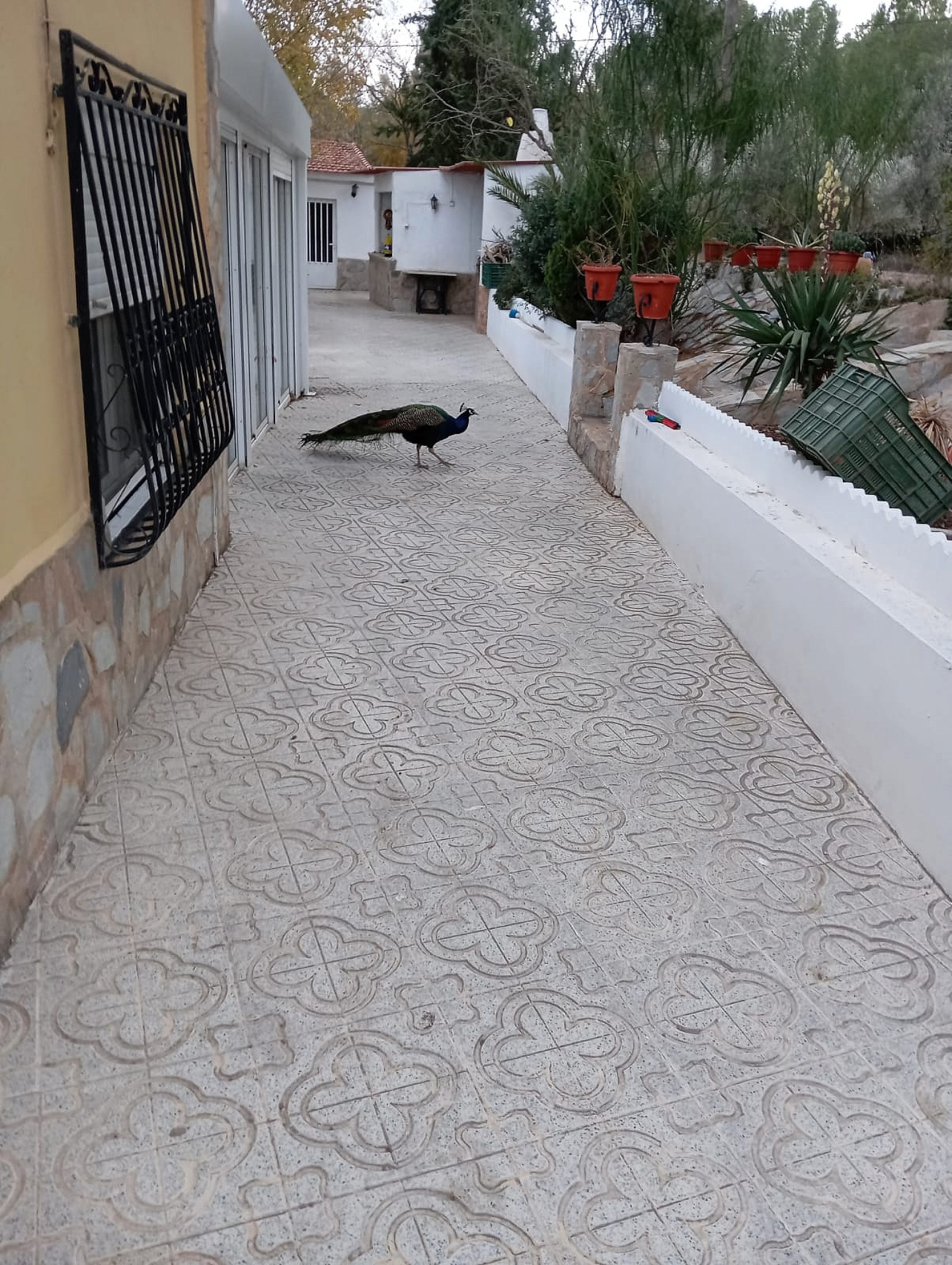 Resale - 5 Bedroom 1 Bathroom Villa in Sax -  - Alicante