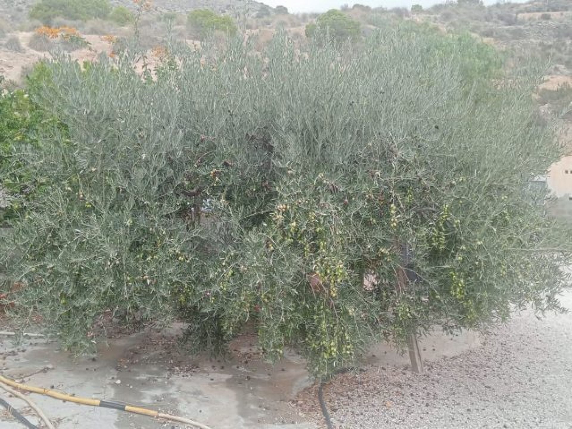 Resale - 4 Bedroom 1 Bathroom Finca in Crevillente -  - Alicante