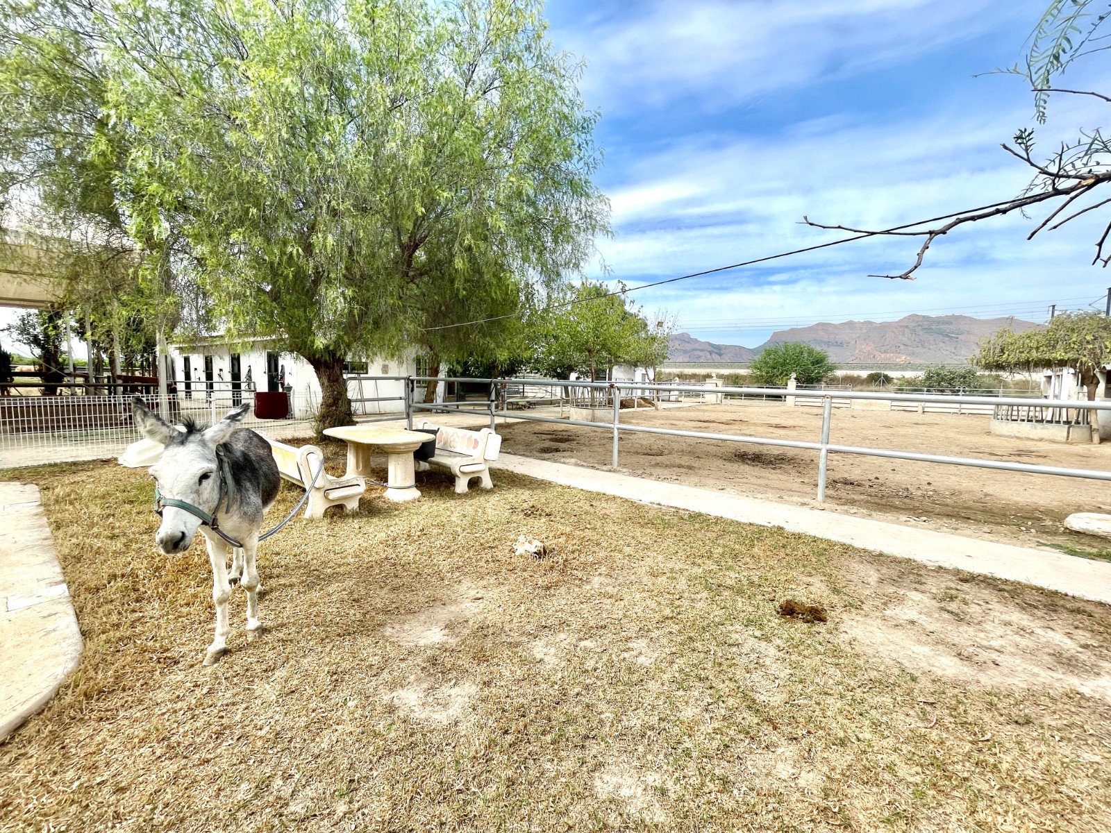 Resale - 3 Bedroom 2 Bathroom Finca / Country Property in Orihuela - Orihuela  - Alicante
