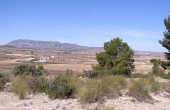 3-3241/790, Land in Pinoso